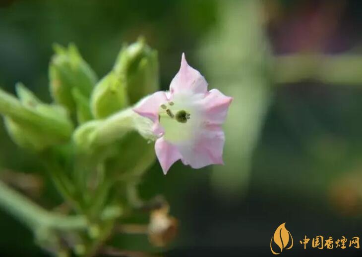 煙草花花語(yǔ)是什么，煙草花什么時(shí)候開花