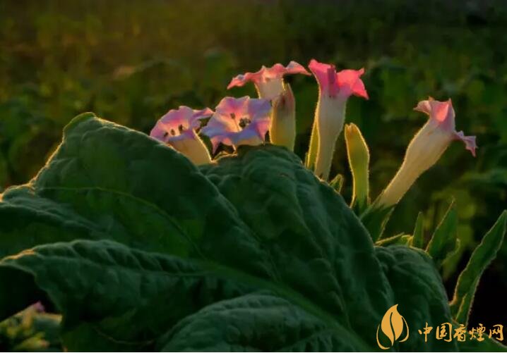 煙草花花語(yǔ)是什么，煙草花什么時(shí)候開花