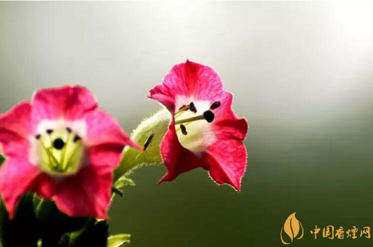 煙草花花語(yǔ)是什么，煙草花什么時(shí)候開花