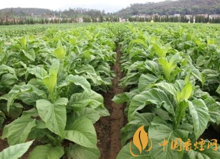 湖南瀏陽煙草局依托G80烤煙特色品種為煙農(nóng)創(chuàng)收9375萬元！