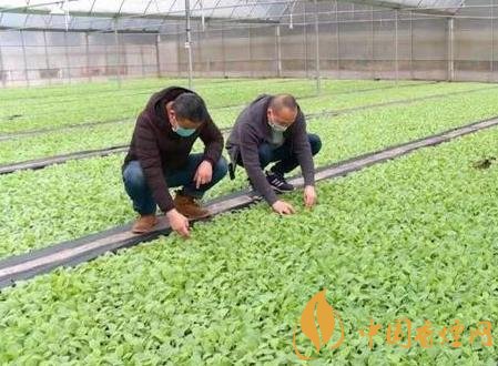 湖北省2020年煙葉育苗播種工作全面完成！