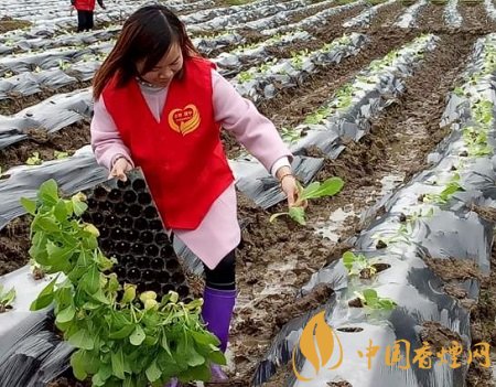 四川煙葉產(chǎn)區(qū)高質(zhì)量完成10844萬(wàn)畝烤煙適時(shí)移栽！